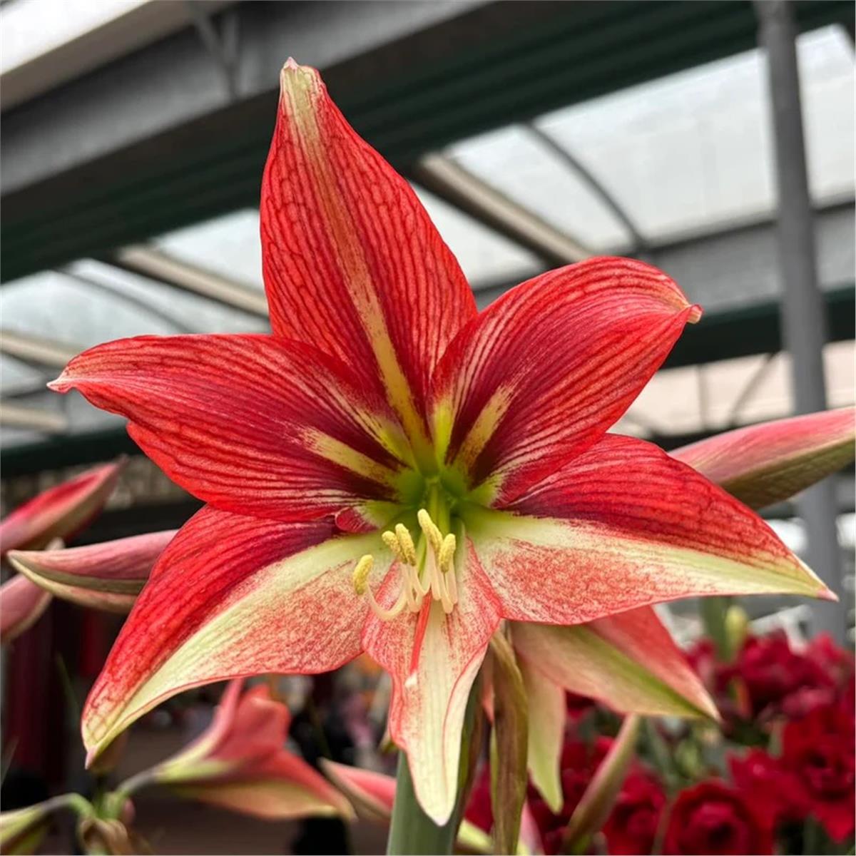 Hippeastrum Amaryllis Soğanı (Güzel Hatun Çiçeği Soğanı) Happy Valley