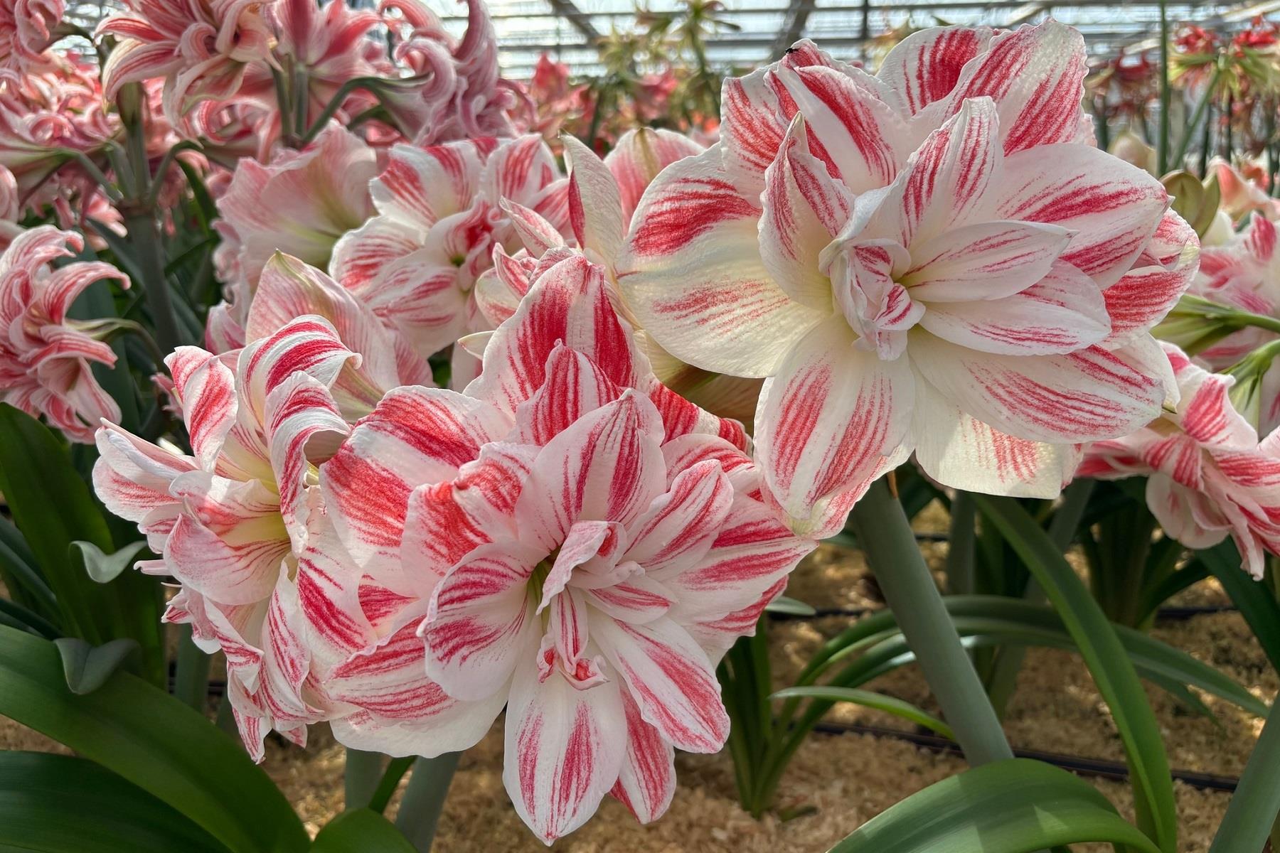Hippeastrum Amaryllis Soğanı (Güzel Hatun Çiçeği Soğanı) Amazing Belle®