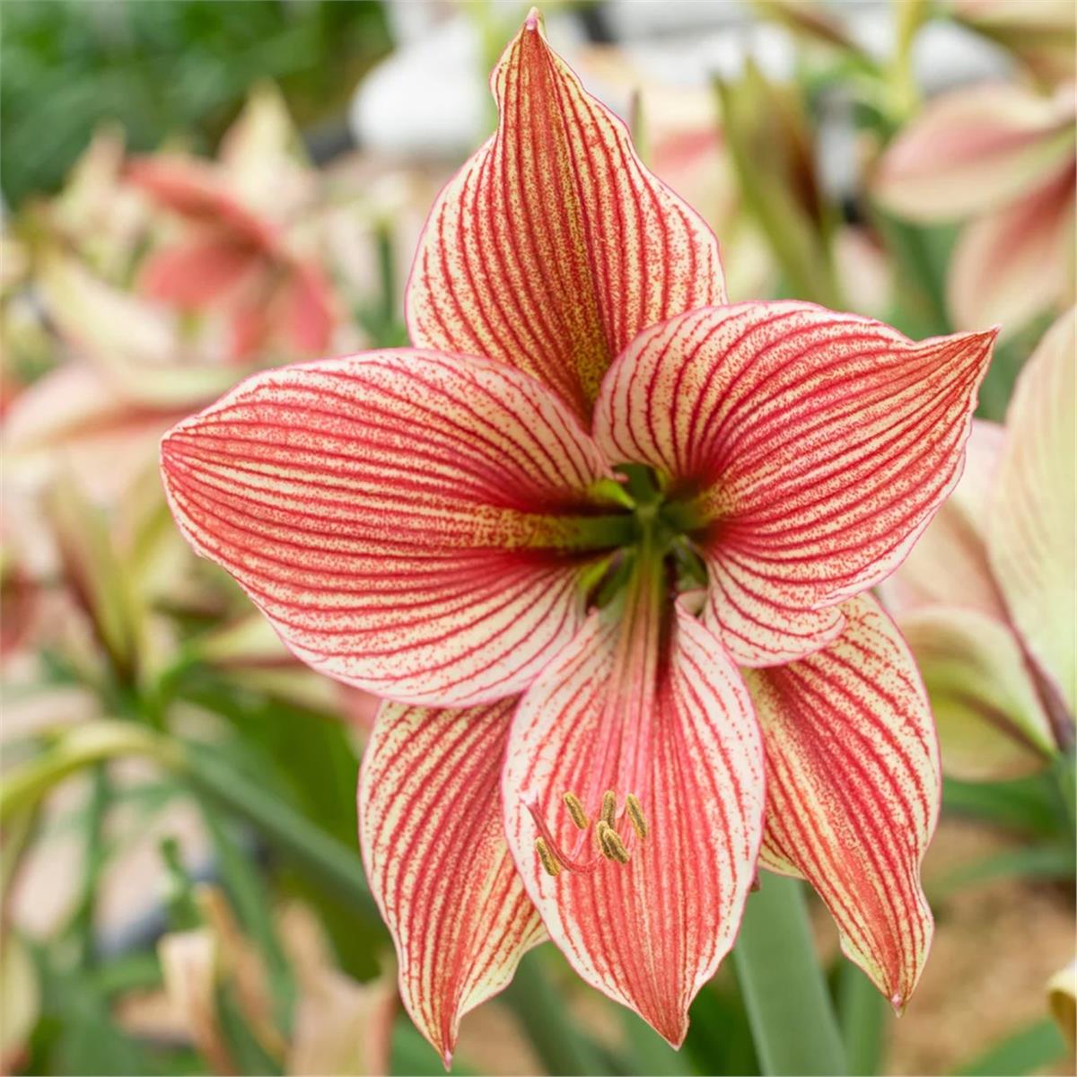 Hippeastrum Amaryllis Soğanı (Güzel Hatun Çiçeği Soğanı) Exotic Star