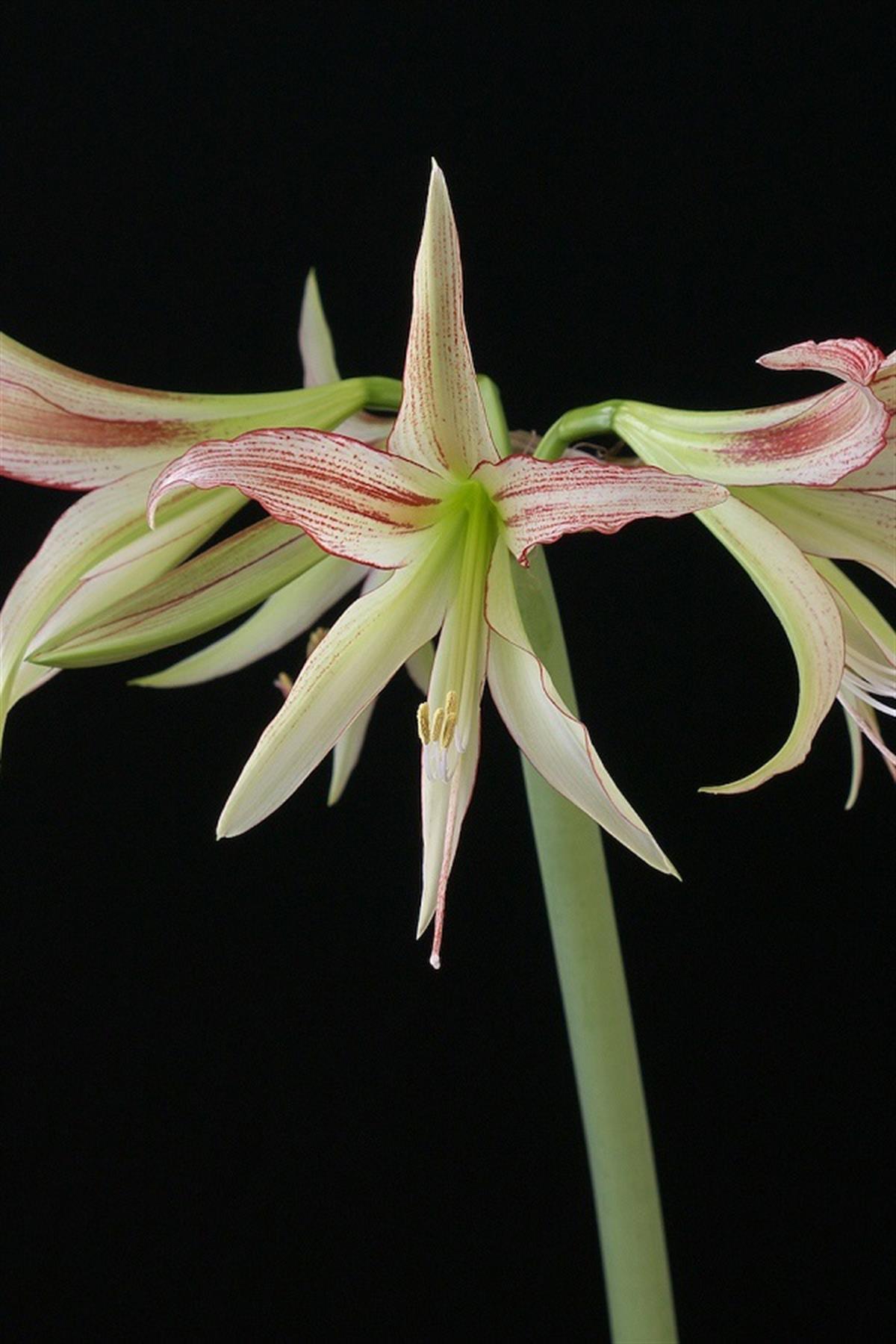 Hippeastrum Amaryllis Soğanı (Güzel Hatun Çiçeği Soğanı) Emerald