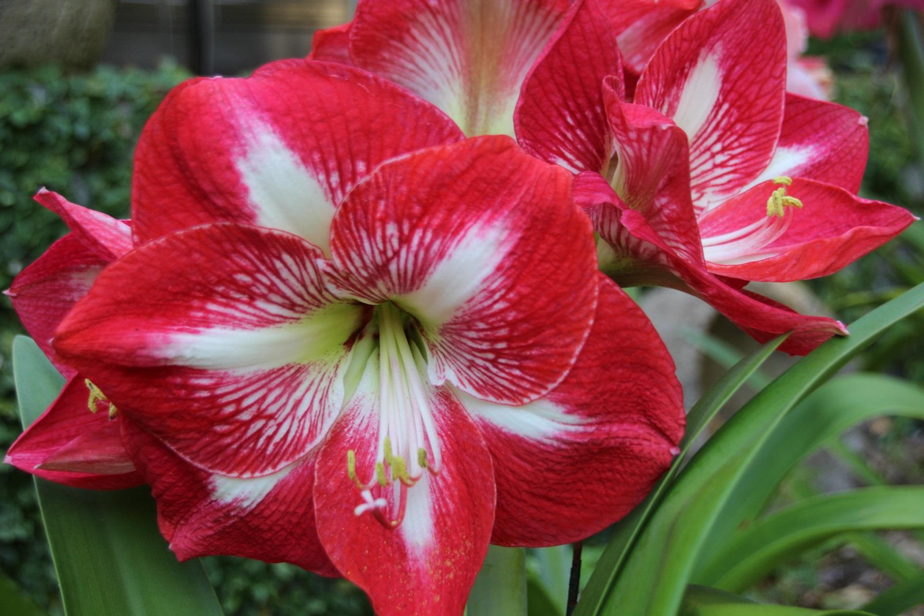Hippeastrum Amaryllis Soğanı (Güzel Hatun Çiçeği Soğanı) Monte Carlo