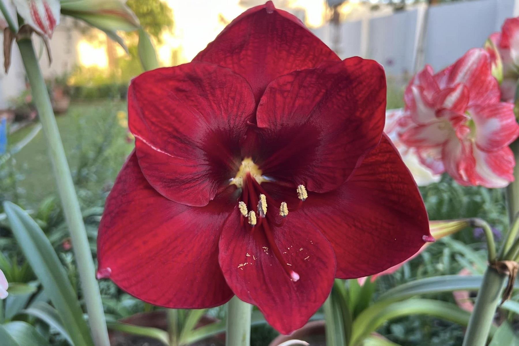 Hippeastrum Amaryllis Soğanı (Güzel Hatun Çiçeği Soğanı) Premiere®