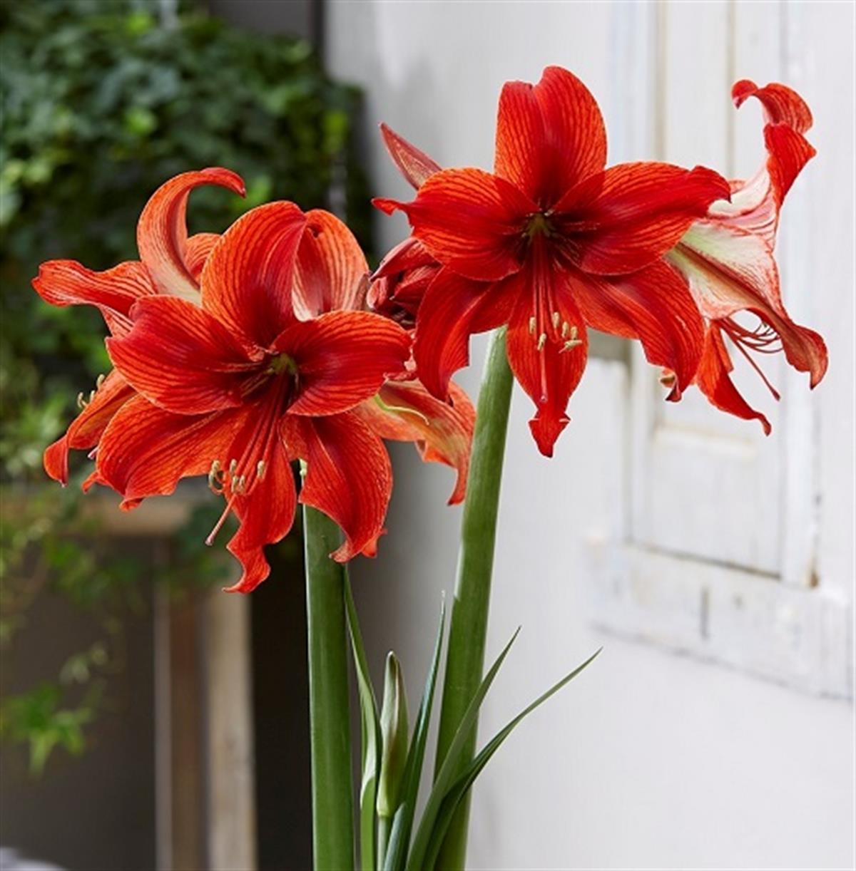 Hippeastrum Amaryllis Soğanı (Güzel Hatun Çiçeği Soğanı) Gypsy Girl