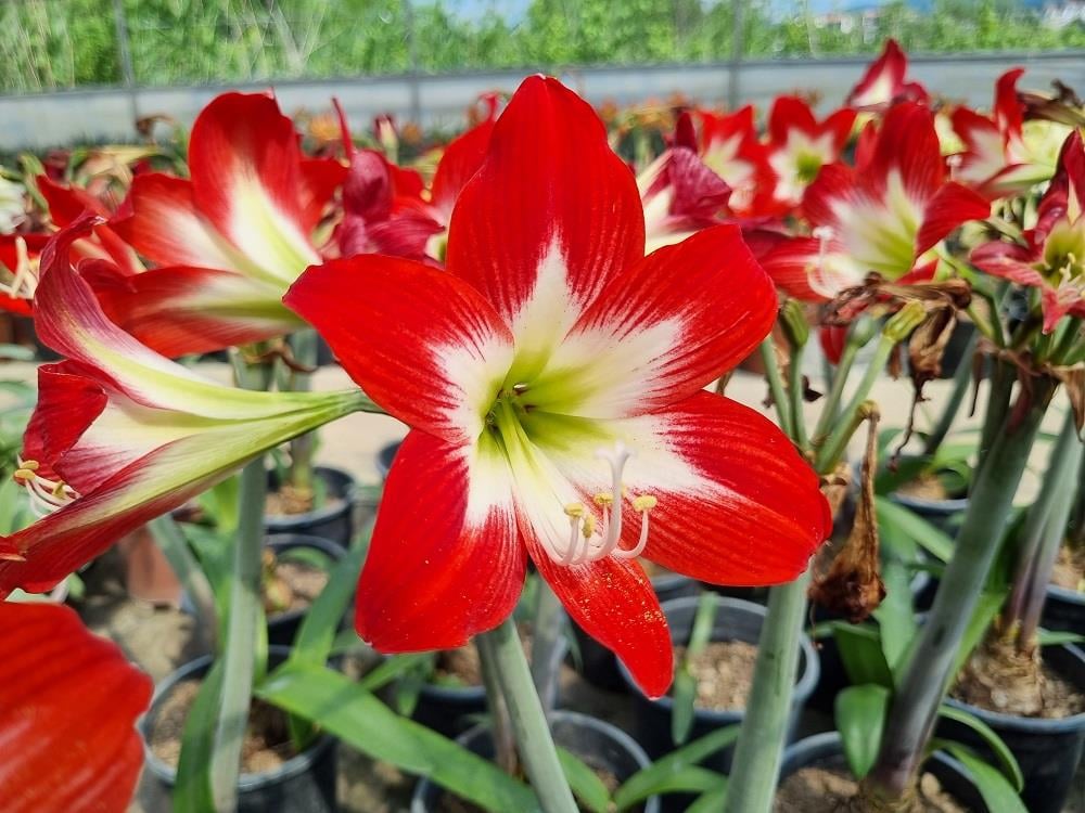 Hippeastrum Amaryllis Soğanı (Güzel Hatun Çiçeği Soğanı) Tres Chic