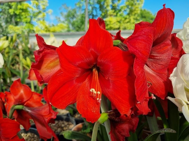 Hippeastrum Amaryllis Soğanı (Güzel Hatun Çiçeği Soğanı) floris Hekker