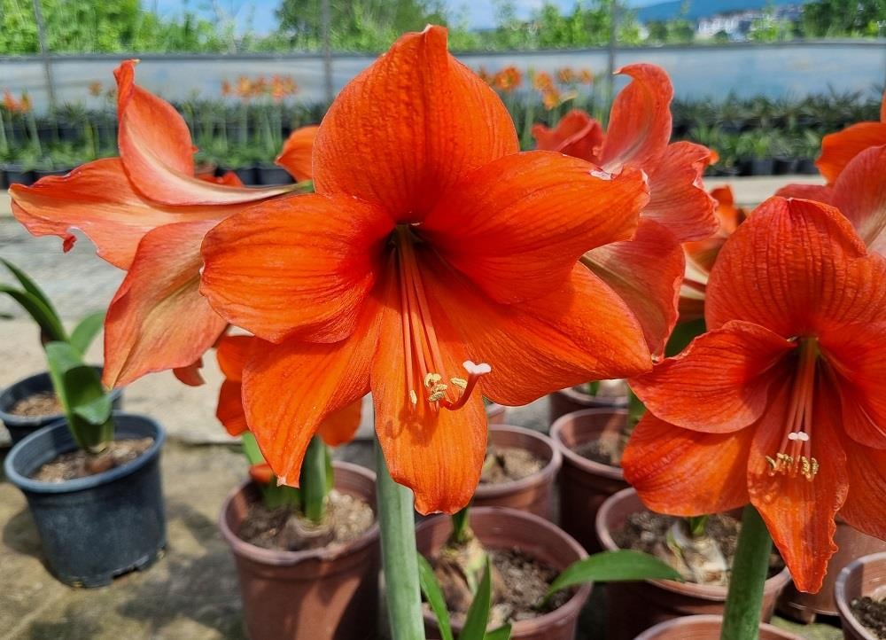 Hippeastrum Amaryllis Soğanı (Güzel Hatun Çiçeği Soğanı) Naranja