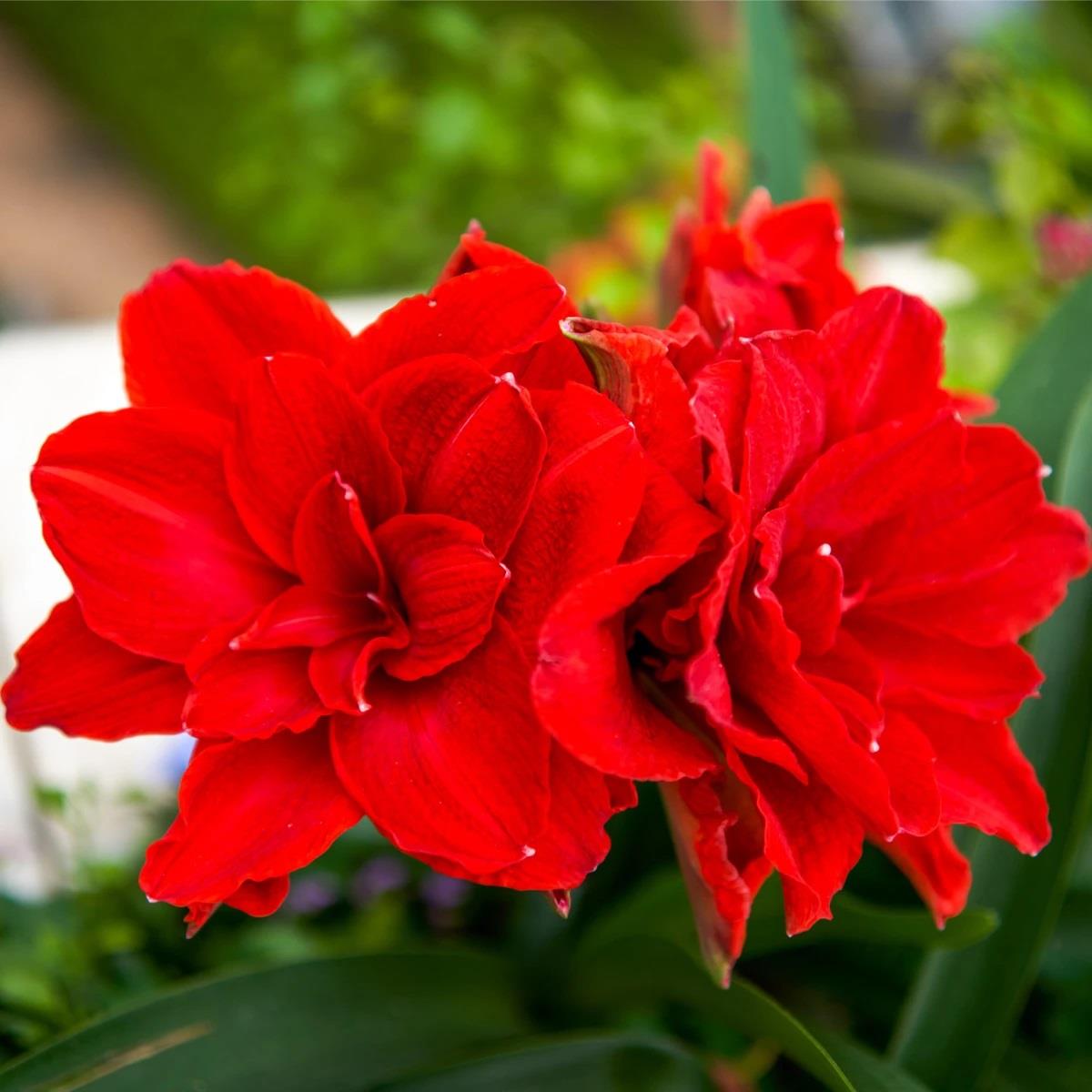 Hippeastrum Amaryllis Soğanı (Güzel Hatun Çiçeği Soğanı) Amarantia