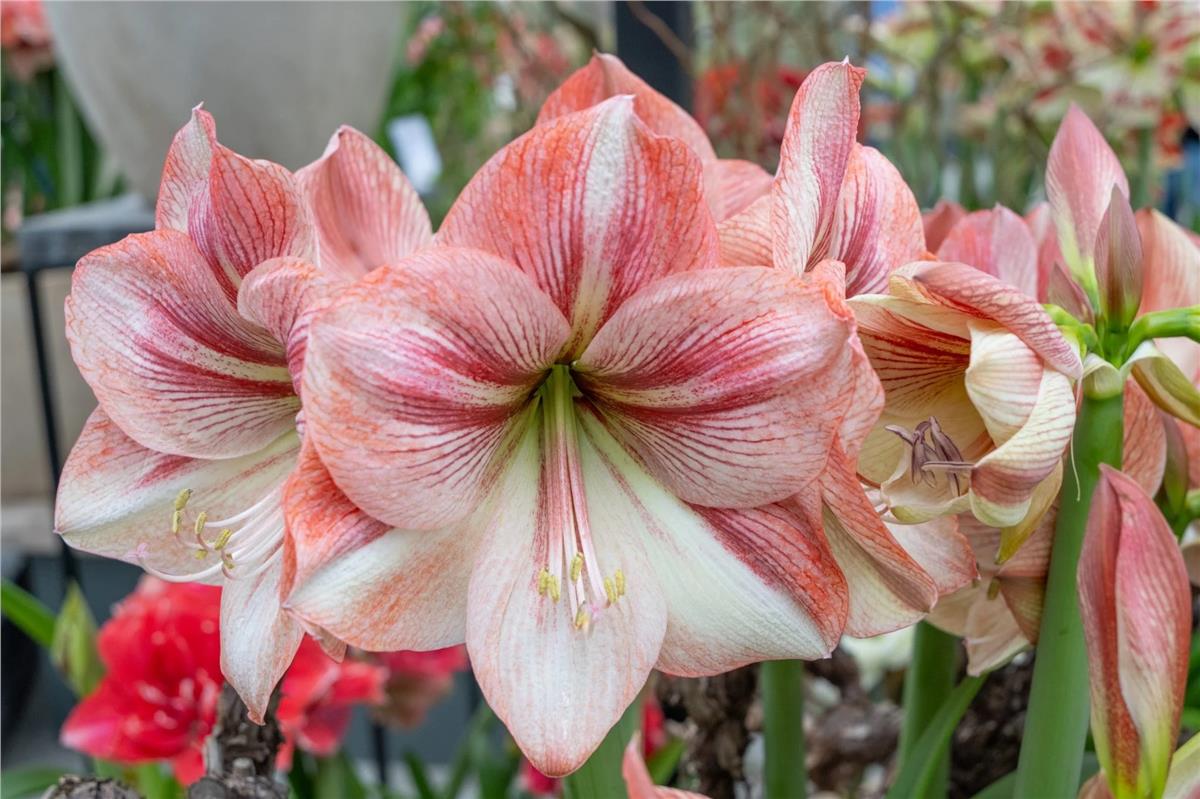 Hippeastrum Amaryllis Soğanı (Güzel Hatun Çiçeği Soğanı) Provence