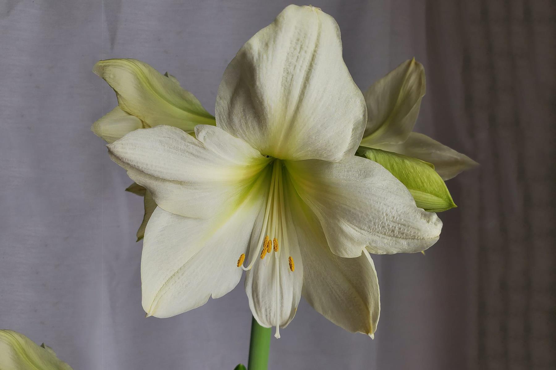Hippeastrum Amaryllis Soğanı (Güzel Hatun Çiçeği Soğanı) Lemon Star
