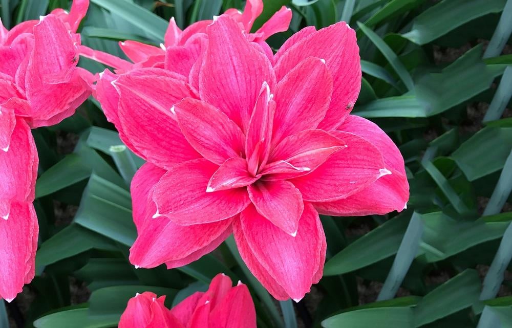 Hippeastrum Amaryllis Soğanı (Güzel Hatun Çiçeği Soğanı) Candy Nymph