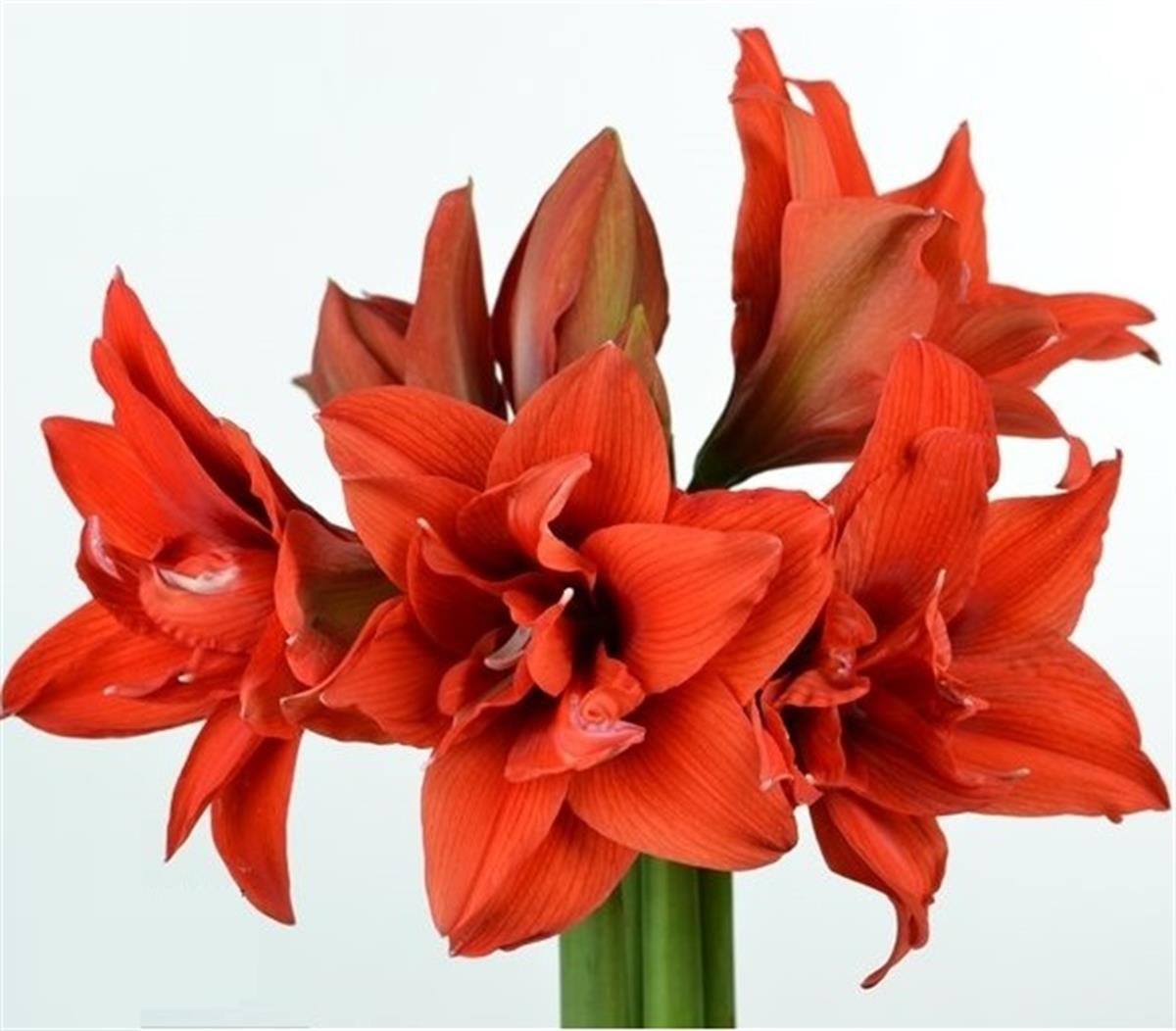 Hippeastrum Amaryllis Soğanı (Güzel Hatun Çiçeği Soğanı) Celica