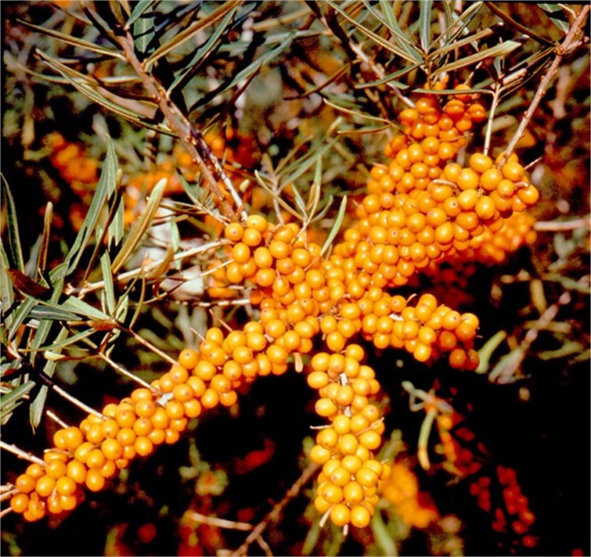 Hippophae rhamnoides Hergo Dişi Yalancı Yabani iğde fidanı