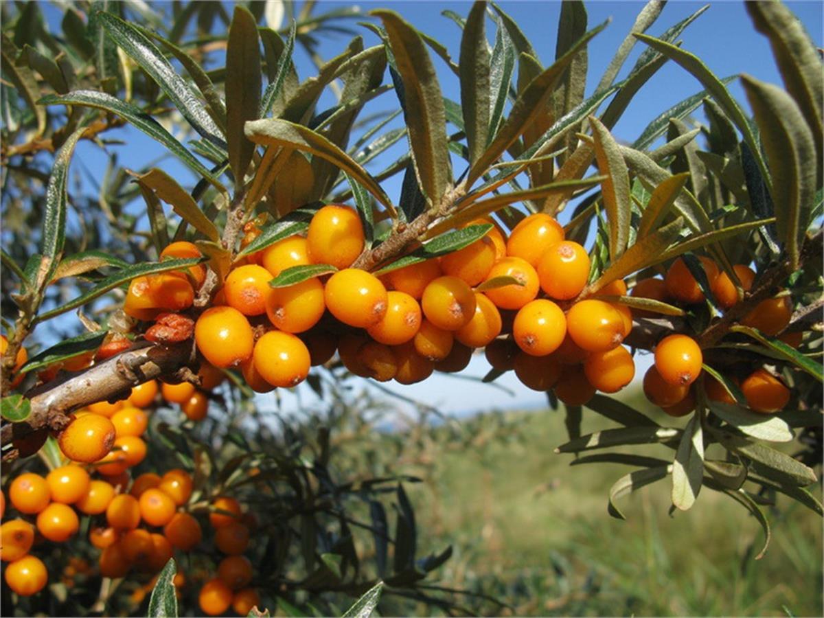 Hippophae rhamnoides Leikora DİŞİ Yalancı Yabani iğde fidanı