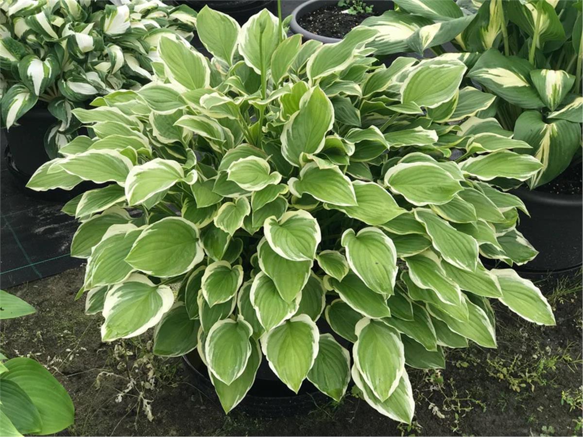 Hosta Ağustos Zambağı fidesi So Sweet
