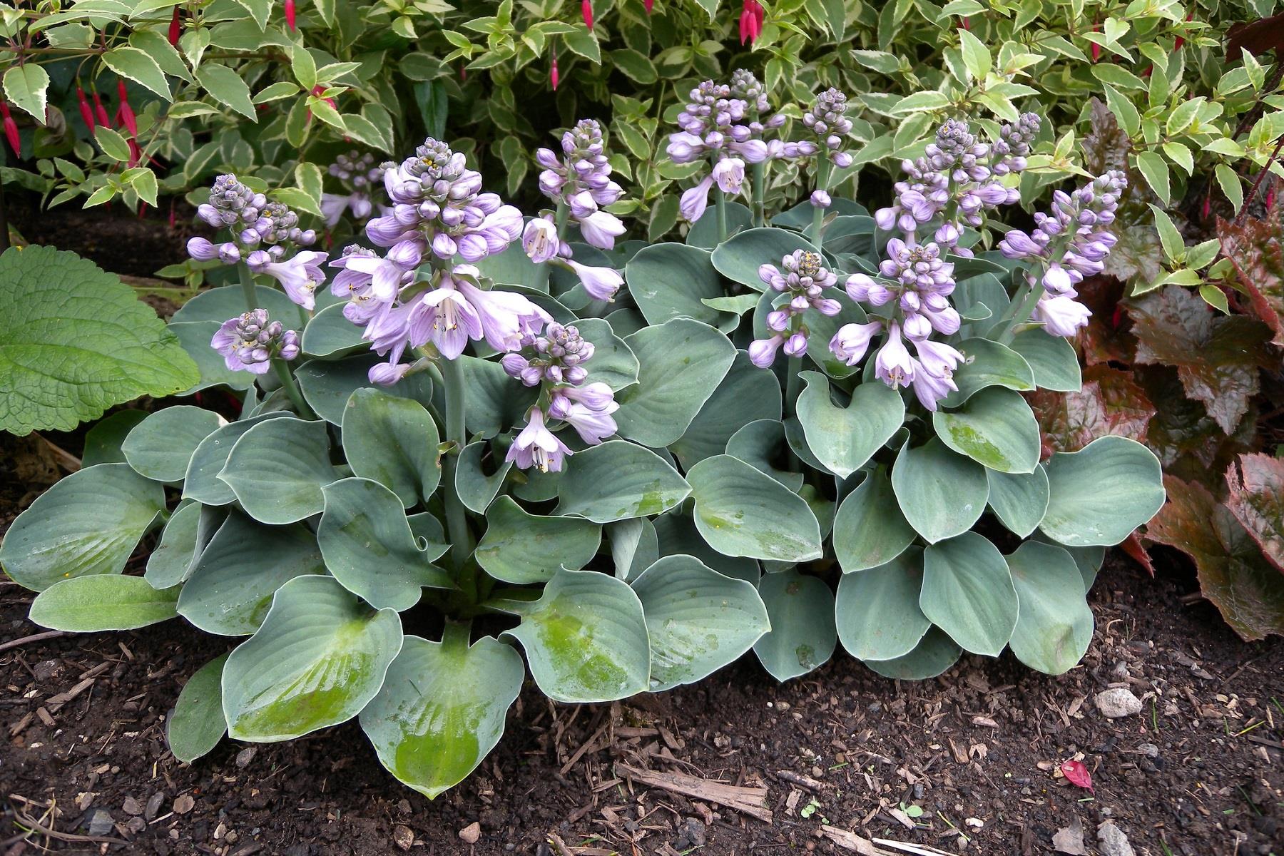 Hosta Blue Mouse Ears Ağustos Zambağı fidesi