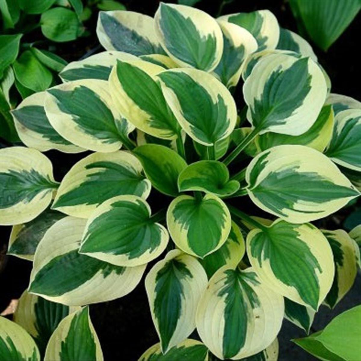 Hosta Brim Cup Ağustos Zambağı fidesi