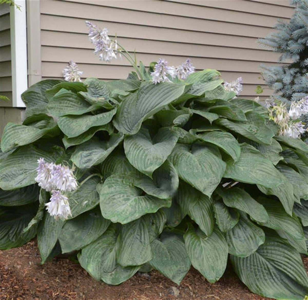 Hosta Empress Woo Dev Ağustos Zambağı fidesi