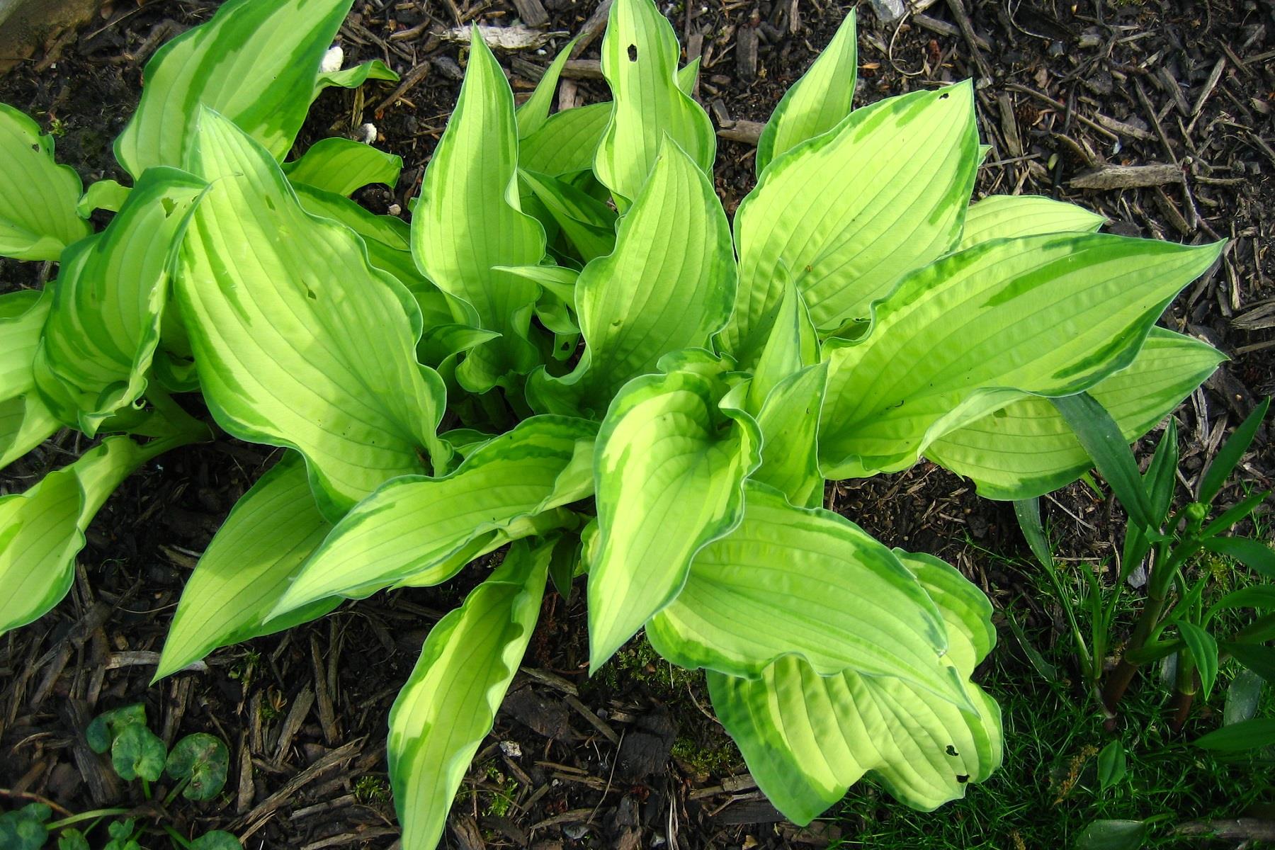 Hosta Fortunei Albopicta Ağustos Zambağı fidesi