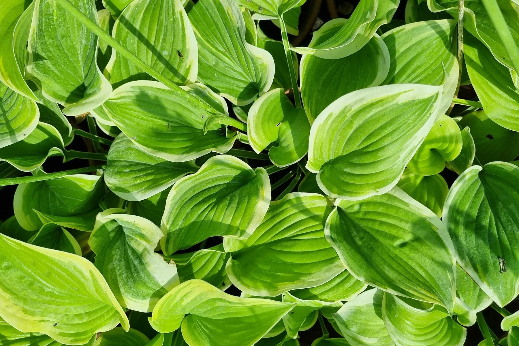 Hosta Fragrant Bouquet Ağustos Zambağı fidesi