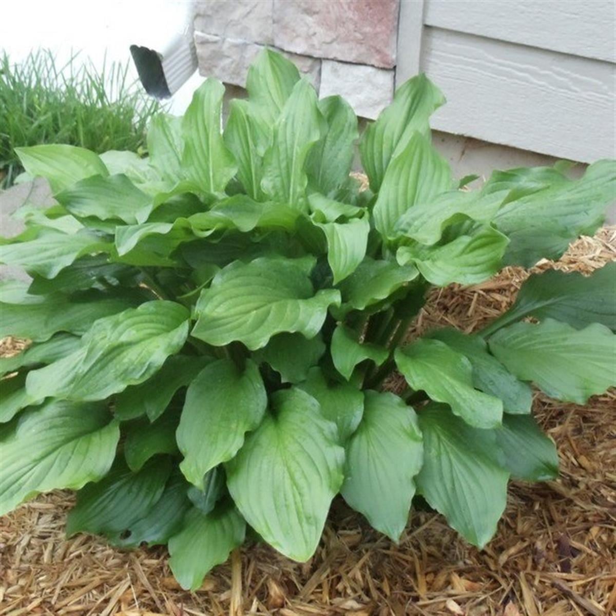 Hosta Honeybells Ağustos Zambağı fidesi