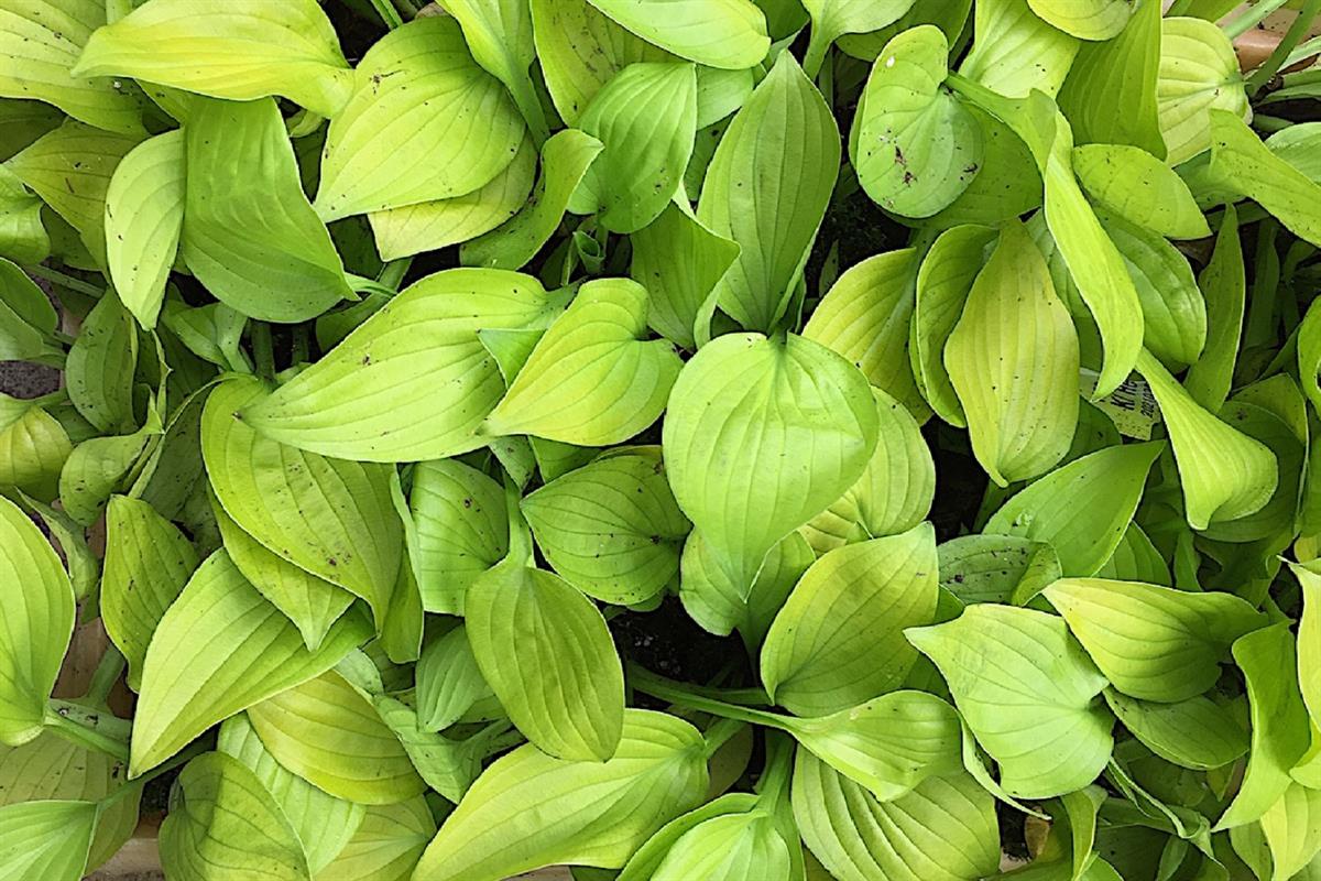 Hosta Ki-renjyaku - 0-20 cm
