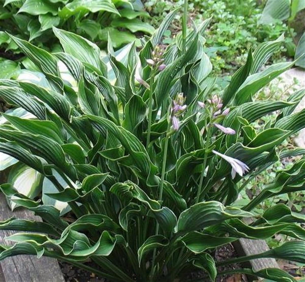 Hosta Praying Hands Ağustos Zambağı fidesi