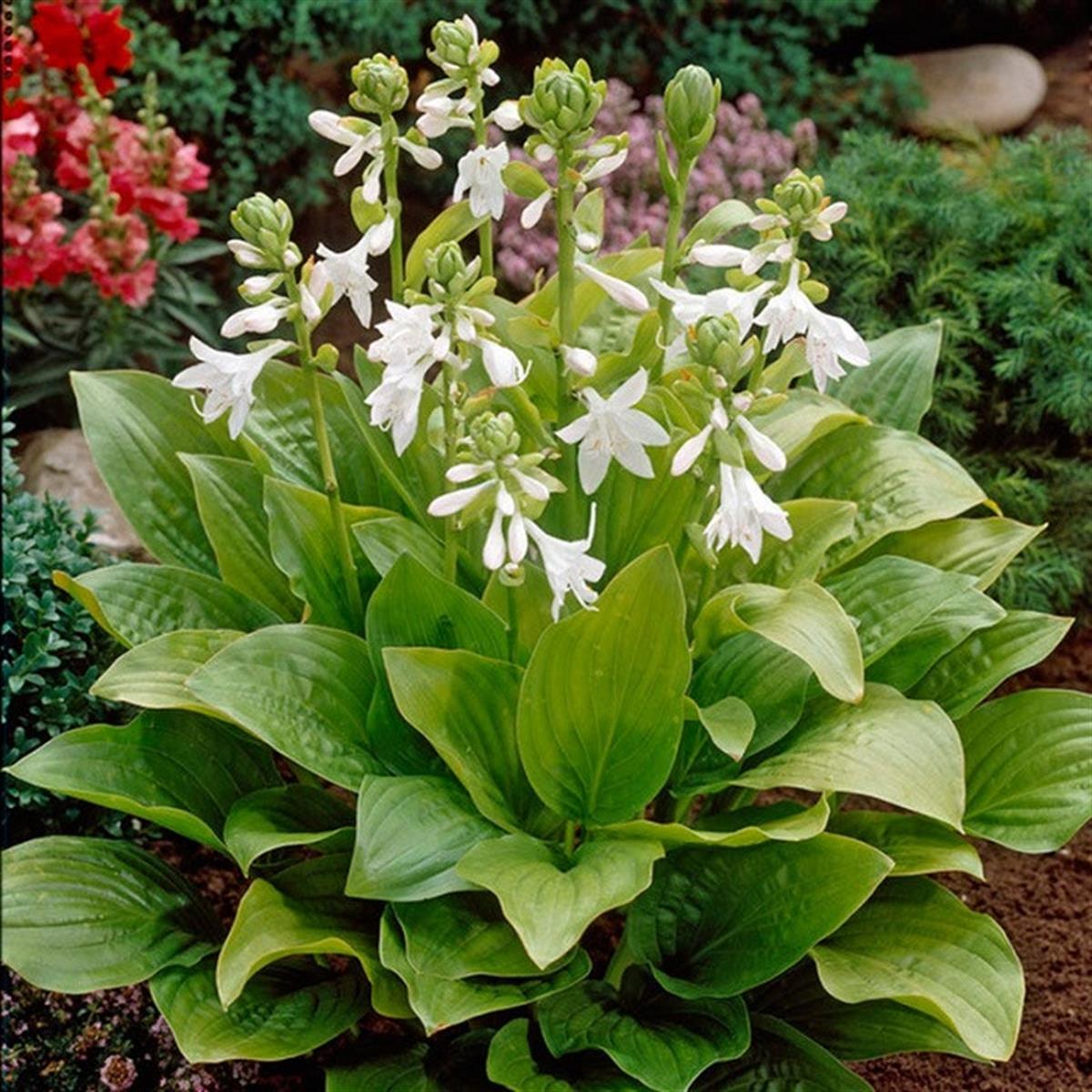 Hosta Royal Standard Ağustos Zambağı fidesi
