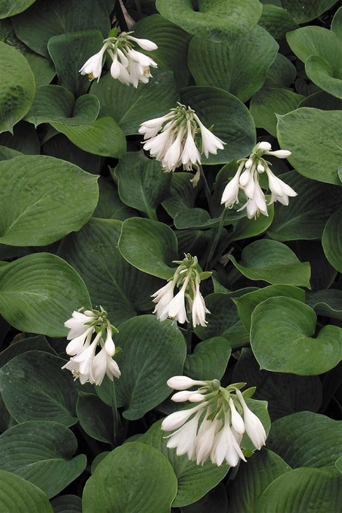 Hosta sieb. Ağustos Zambağı fidesi Elegans