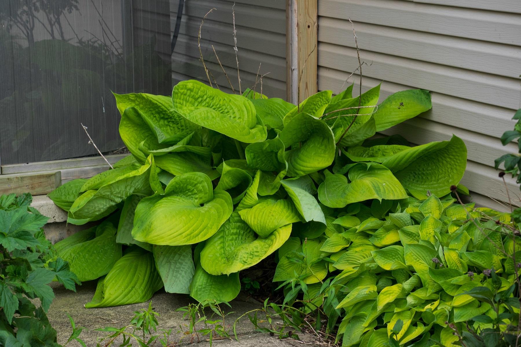 Hosta Sum and Substance Ağustos Zambağı fidesi