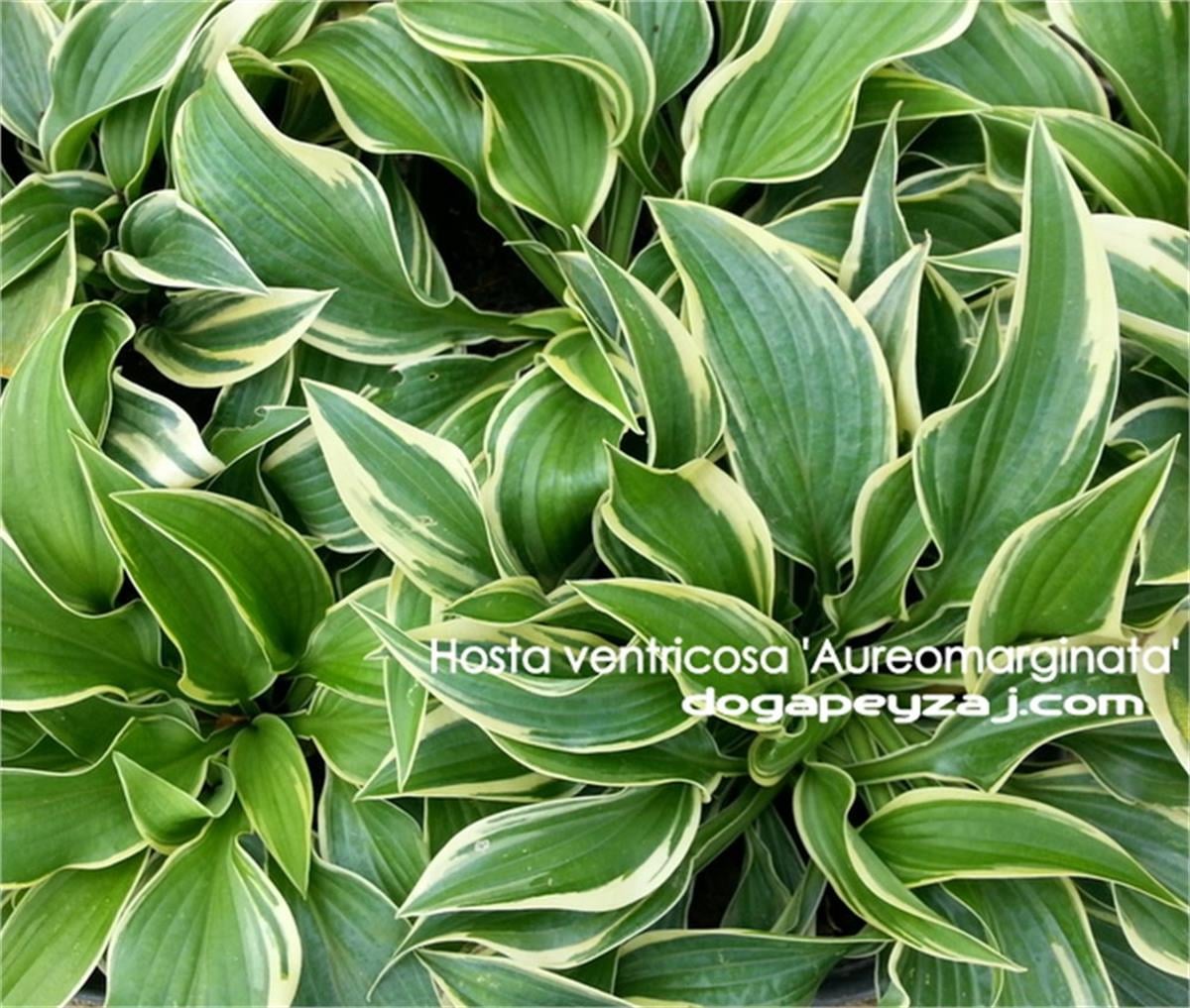 Hosta Ventricosa Aureomarginata Ağustos Zambağı fidesi