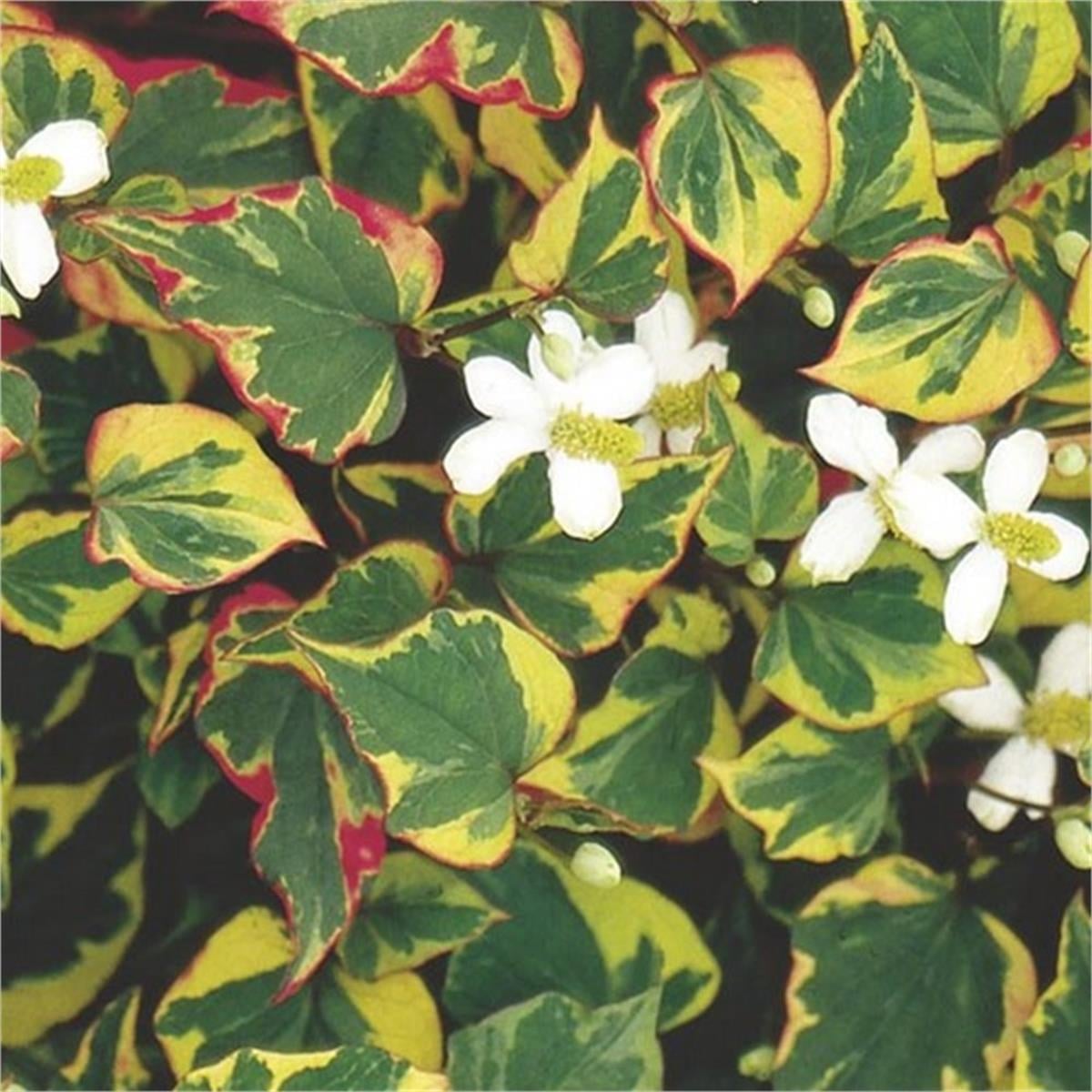 Houttuynia cordata Chameleon bukalemun otu balık nanesi fidesi