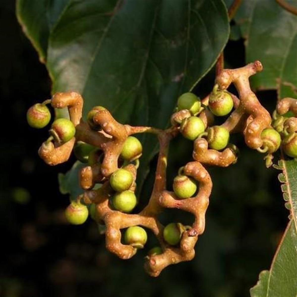 Hovenia dulcis Japon Kuru üzüm ağacı fidesi