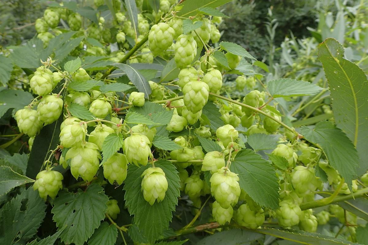 Humulus lupulus Şerbetci Otu fidesi - 0-20 cm