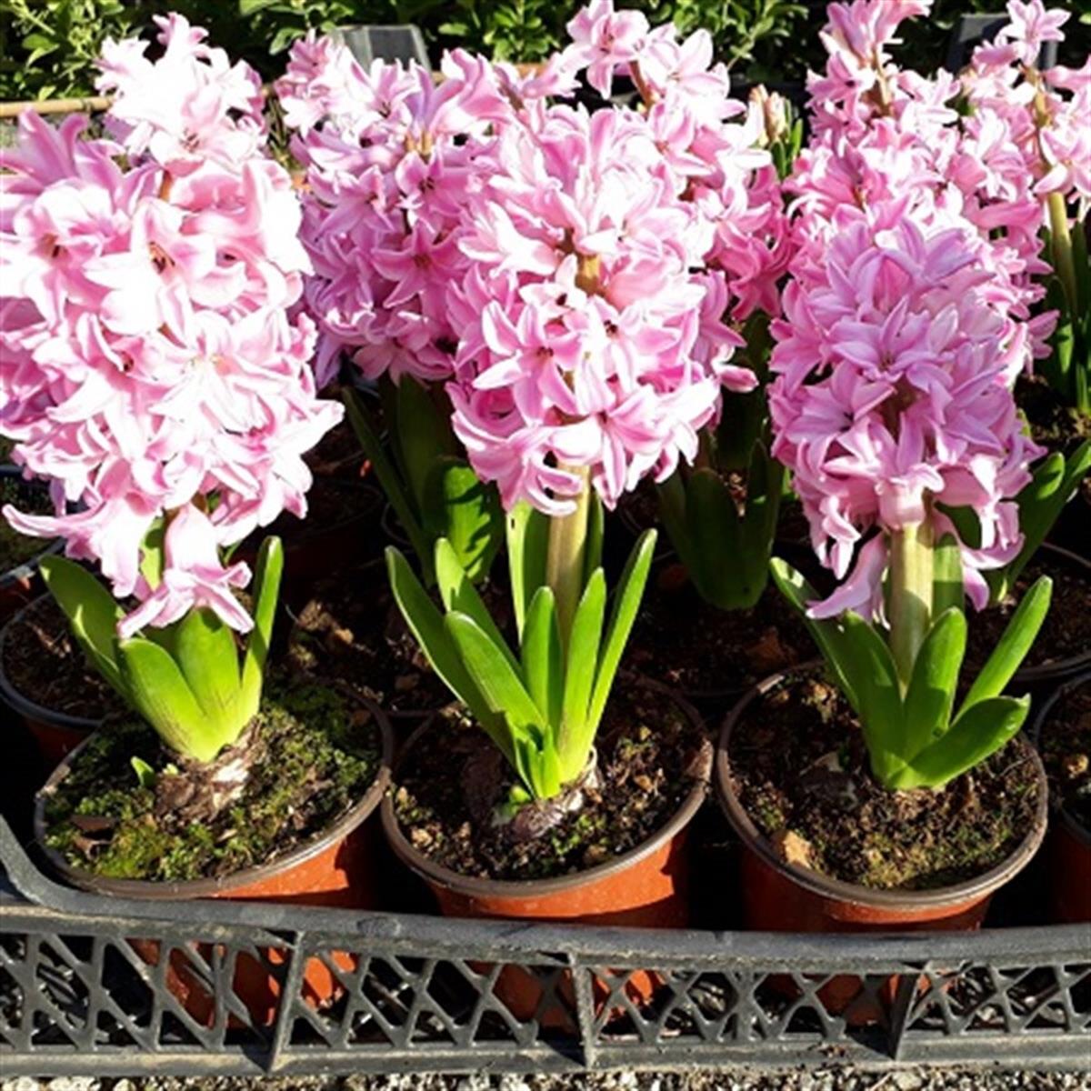 Hyacinthus orientalis Ebruli Sümbül Soğanı