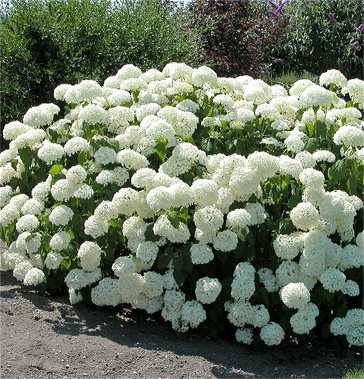 Hydrangea arborescens Annabelle Beyaz ortanca fidanı