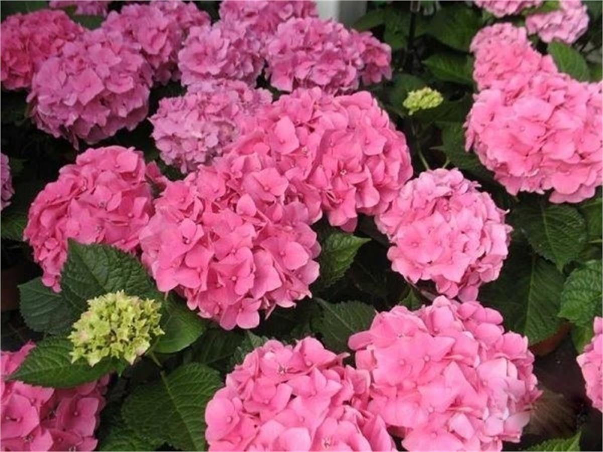 Hydrangea macrophylla Bahçe ortancası Pembe ortanca fidanı