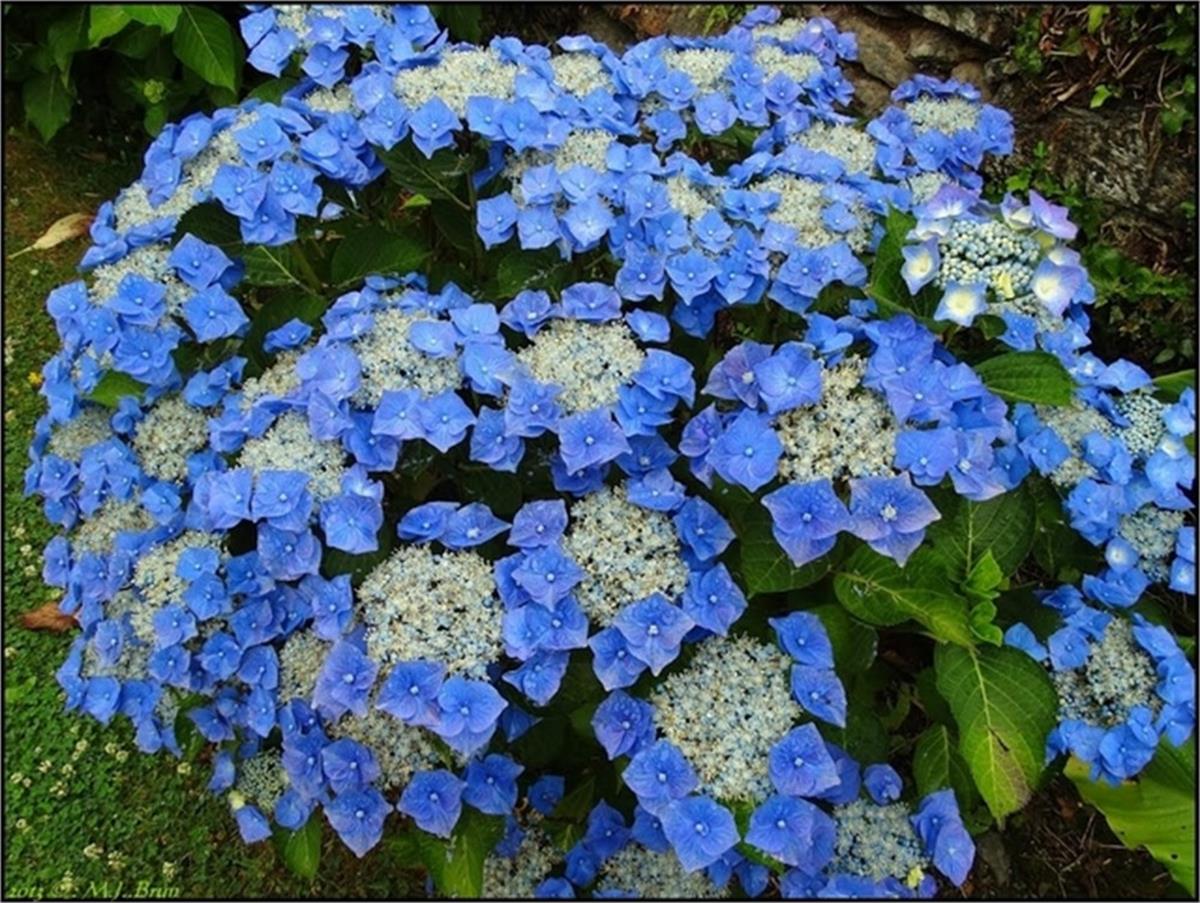 Hydrangea macrophylla Blaumeise Mavi Ortanca fidan