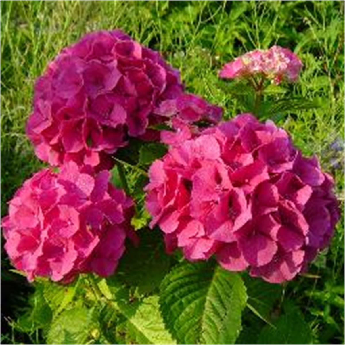 Hydrangea macrophylla Masja Kırmızı Çiçekli Ortanca fidanı