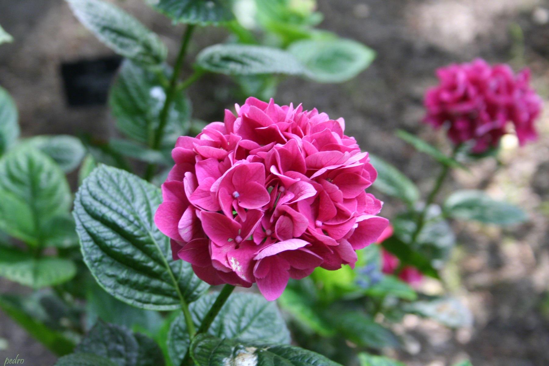 Hydrangea macrophylla Merveille sanguine ortanca fidanı
