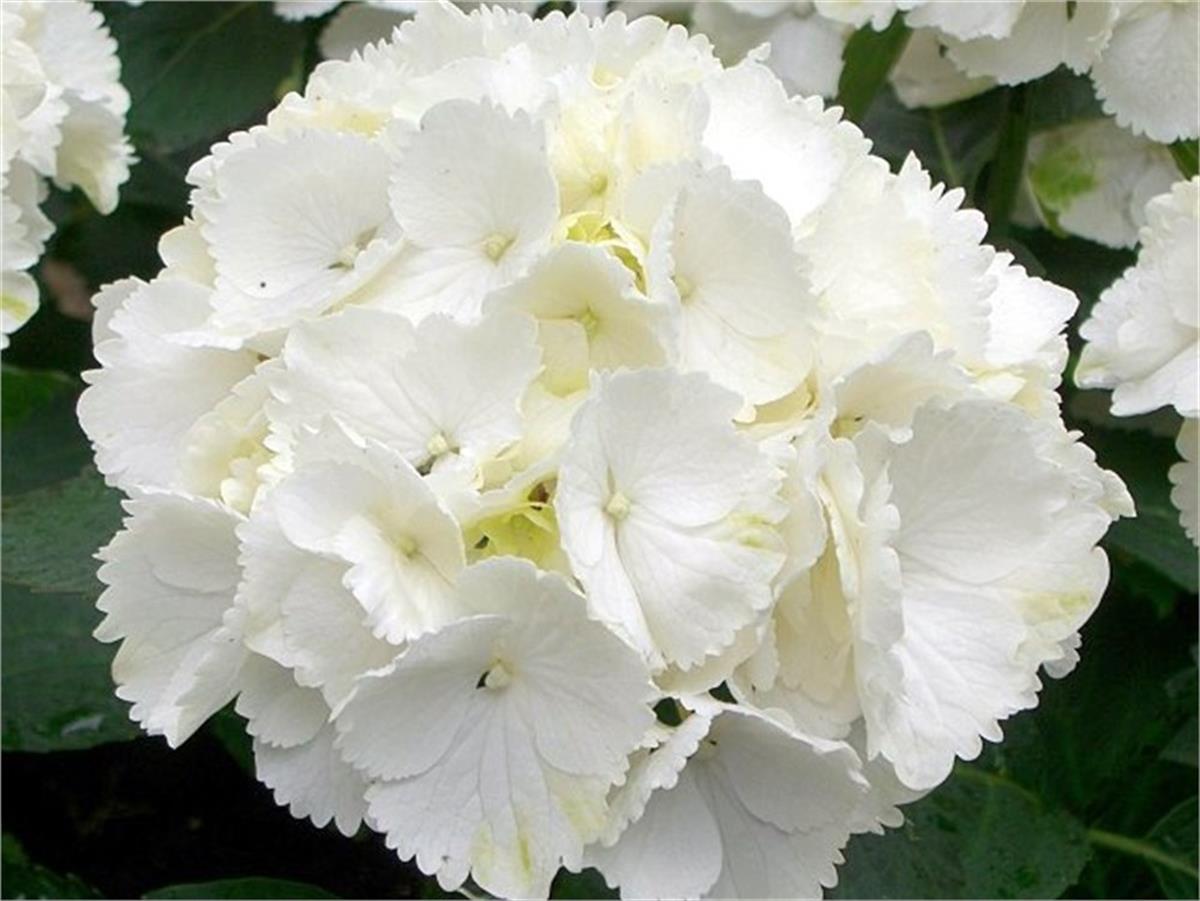 Hydrangea macrophylla Schneeball beyaz kartopu ortanca fidanı