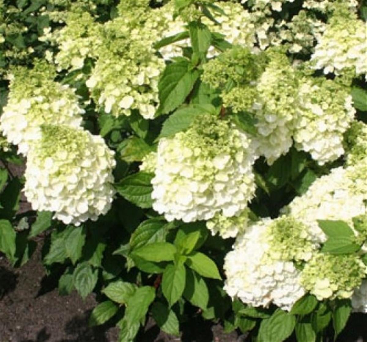Hydrangea paniculata Magical Mont Blanc Ortanca fidanı