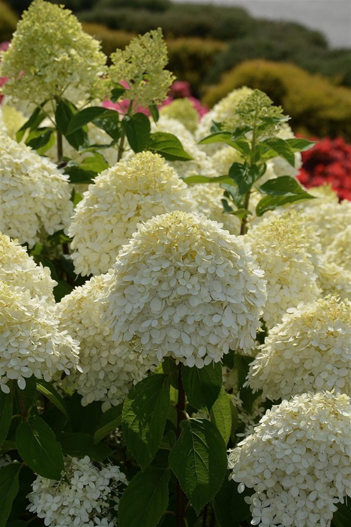 Hydrangea paniculata ortanca fidanı Limelight