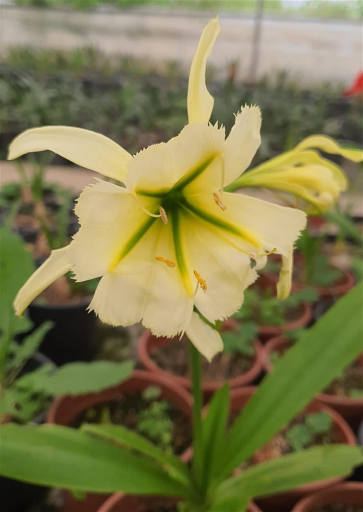 Hymenocallis Sulper Queen