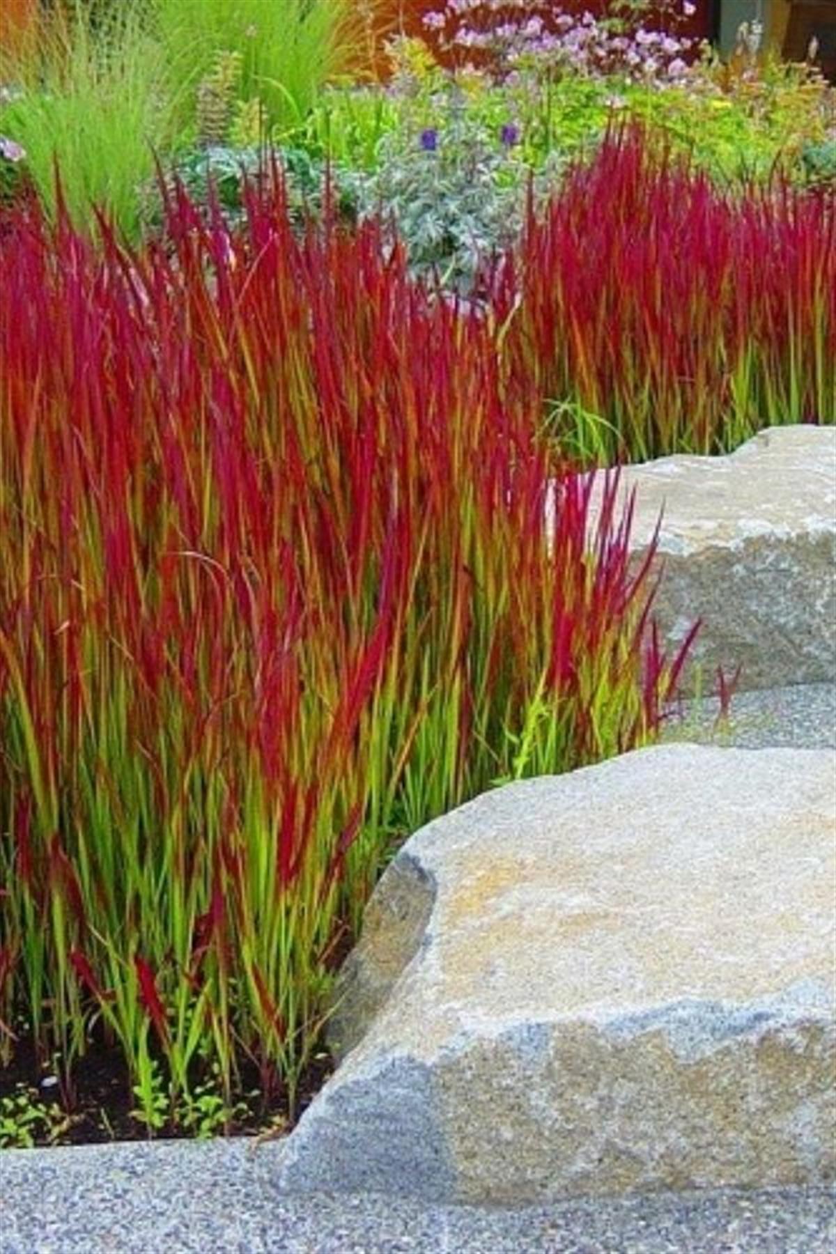 Imperata cylindrica Rubra Japon Kan Çimi fidesi