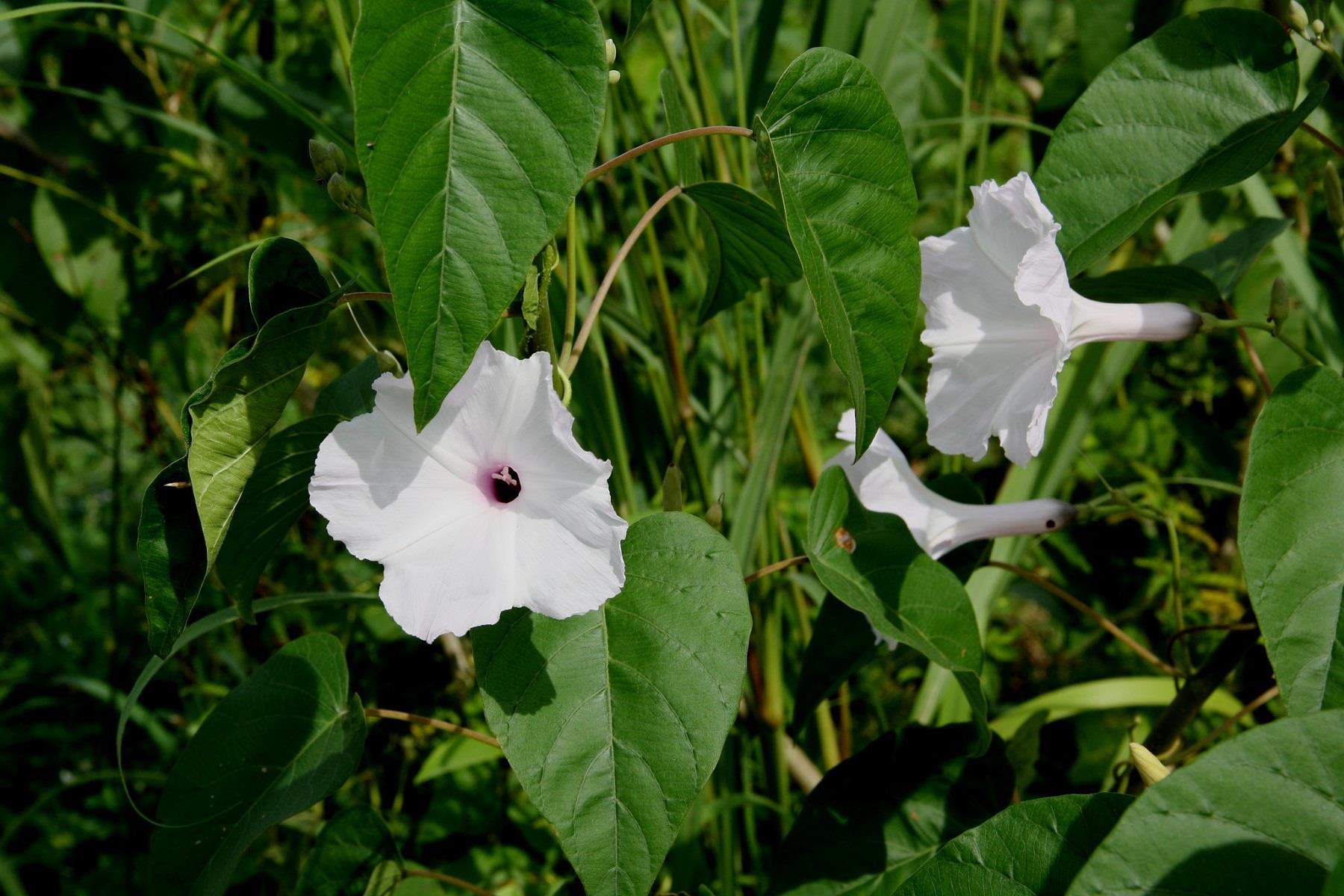 İpomea fistulosa çalı sabah sefası fidesi
