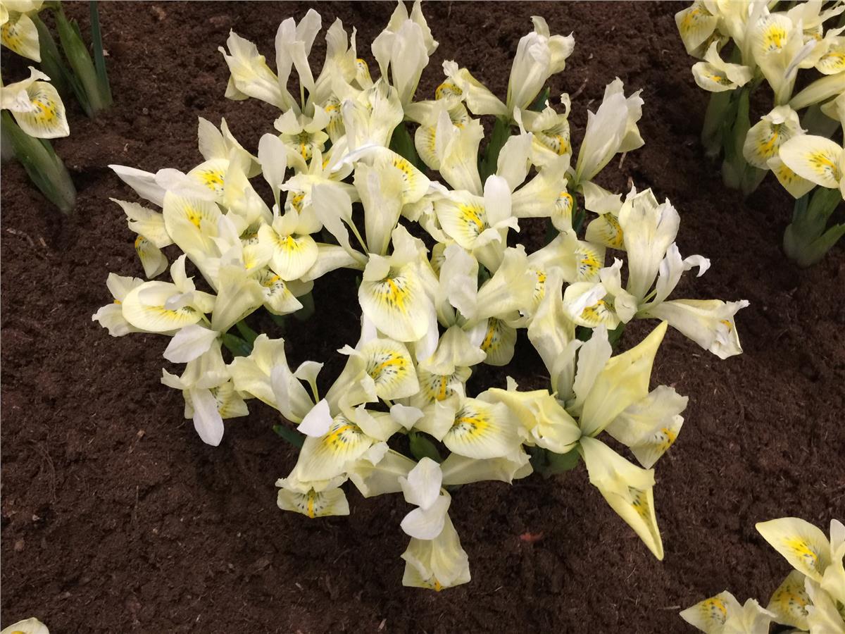 Iris reticulata 'Katherine's Gold' Bodur Sarı İris Fidesi, Yumrusu