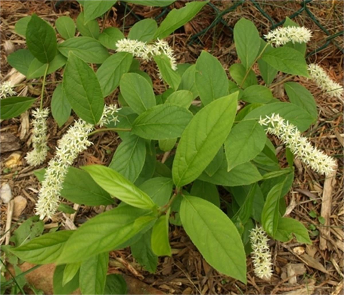 Itea virginica Henrys Garnet Kırmızı Yapraklı Virjinya Söğüt fidanı