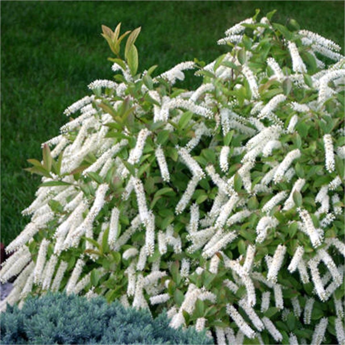 Itea virginica Little henry Kırmızı Yaprak Virjinya Söğüt fidanı