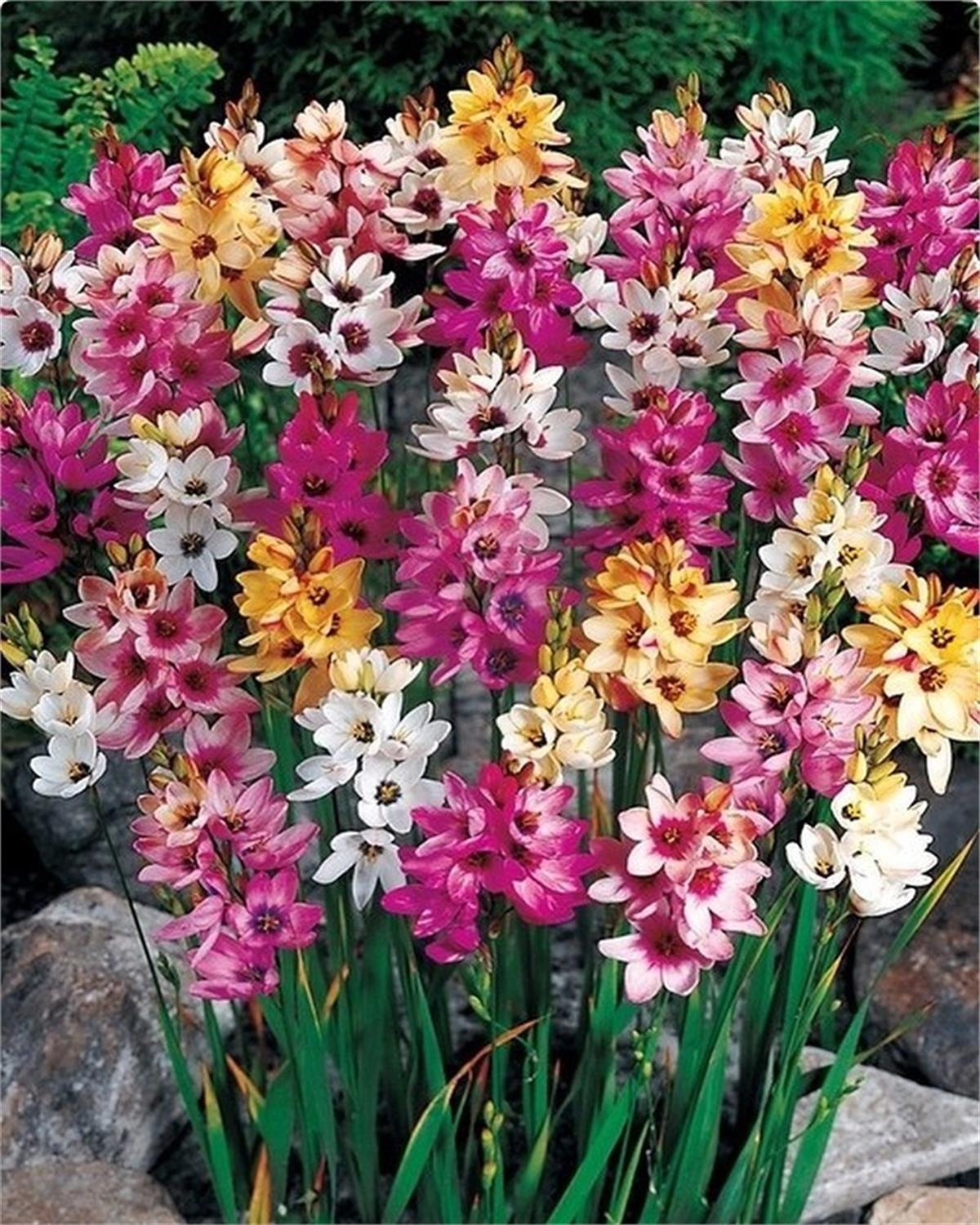 Ixia mixed Afrika Mısır Zambağı Soğanı