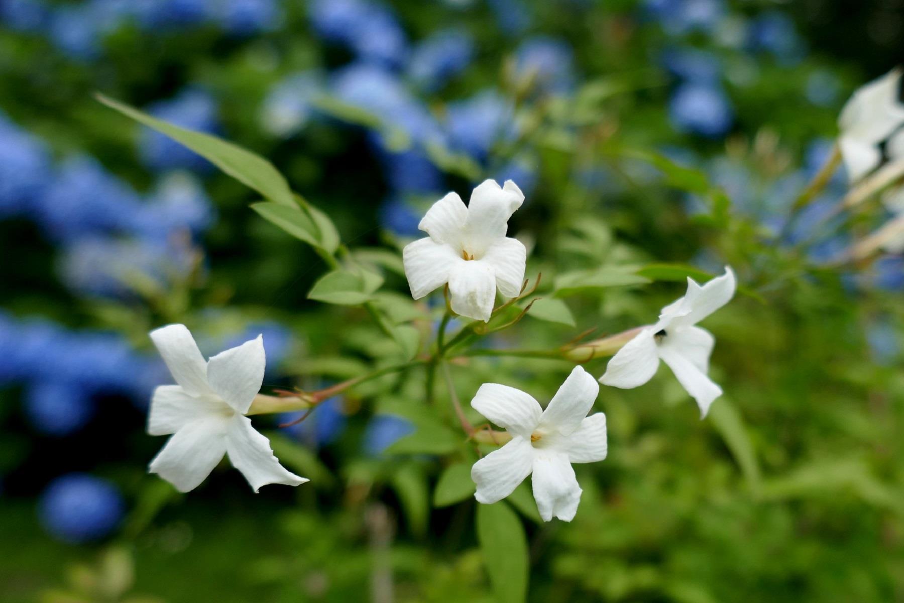 Jasminum grandiflorum İzmir Yasemin fidanı